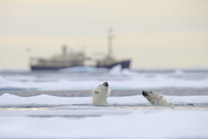 polar-bears-shutterstock